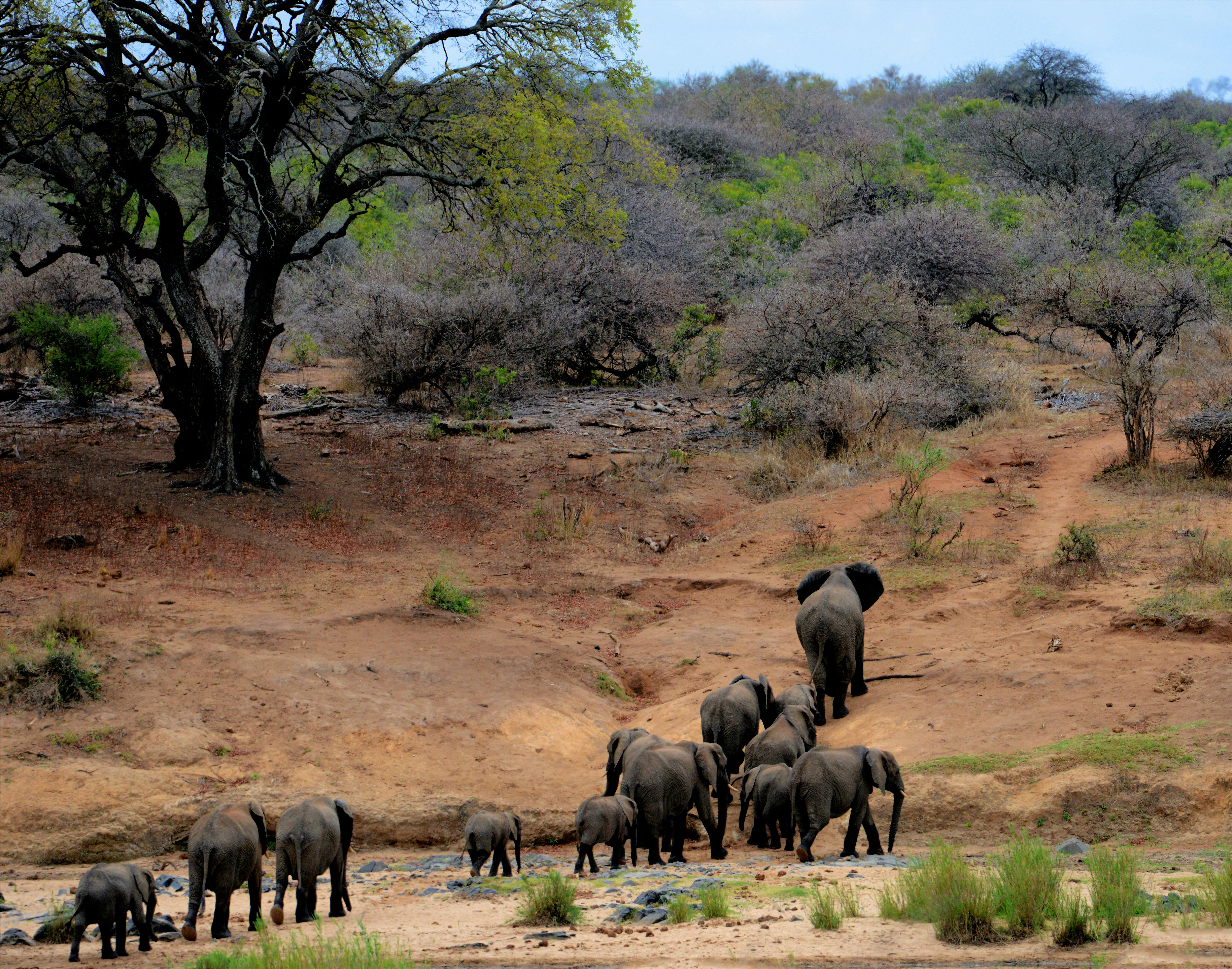 Wildlife photography
