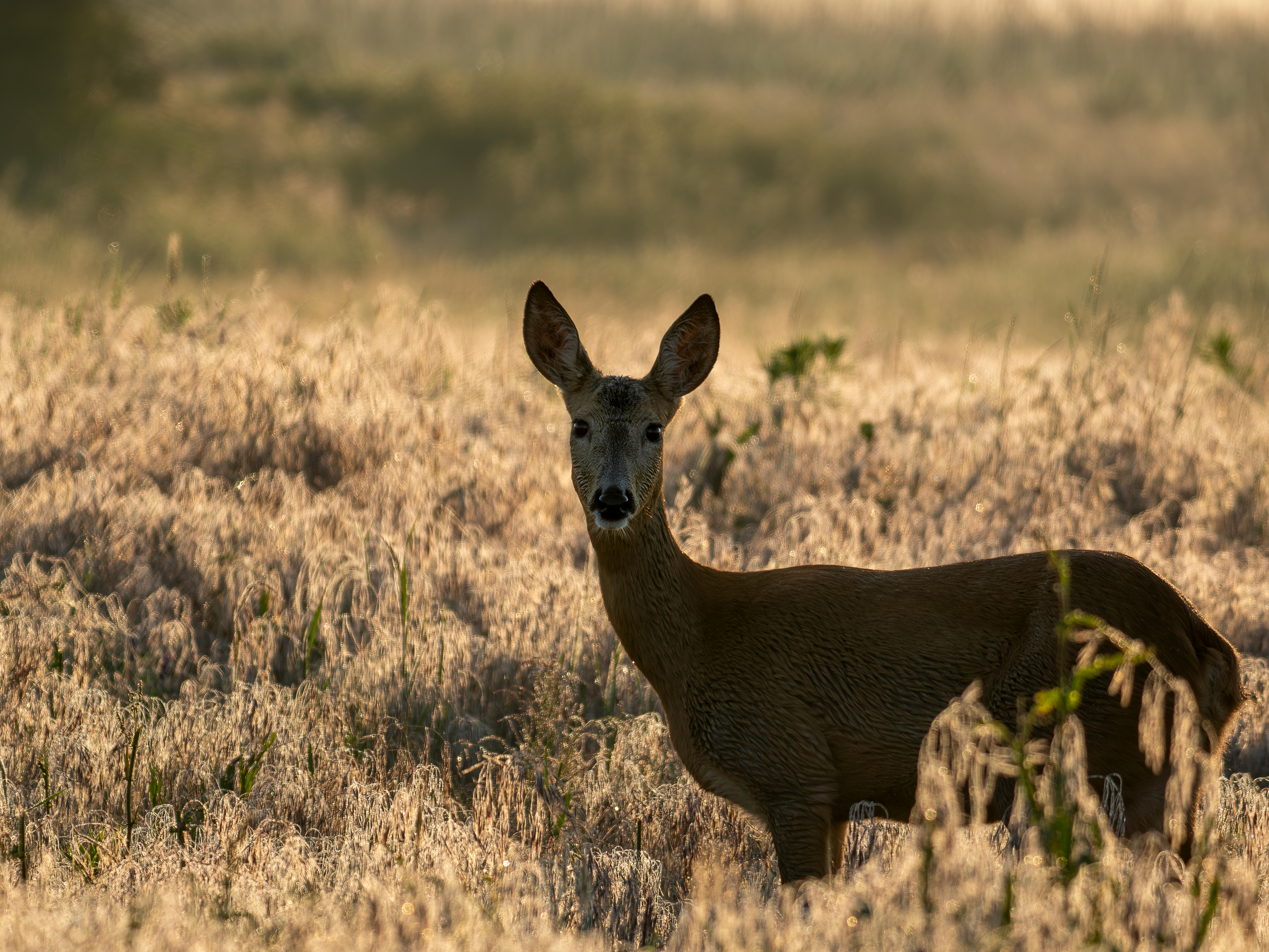 Indian wildlife