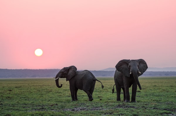 Elephants