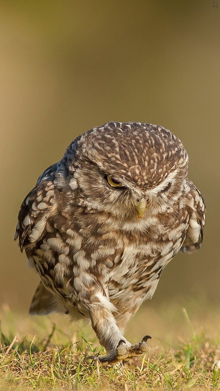 Owl