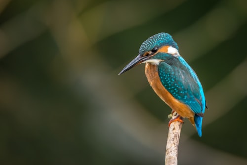 Kingfisher