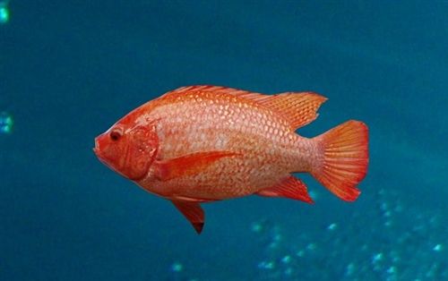 Fish