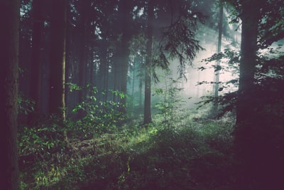 Elephant trails through the forest