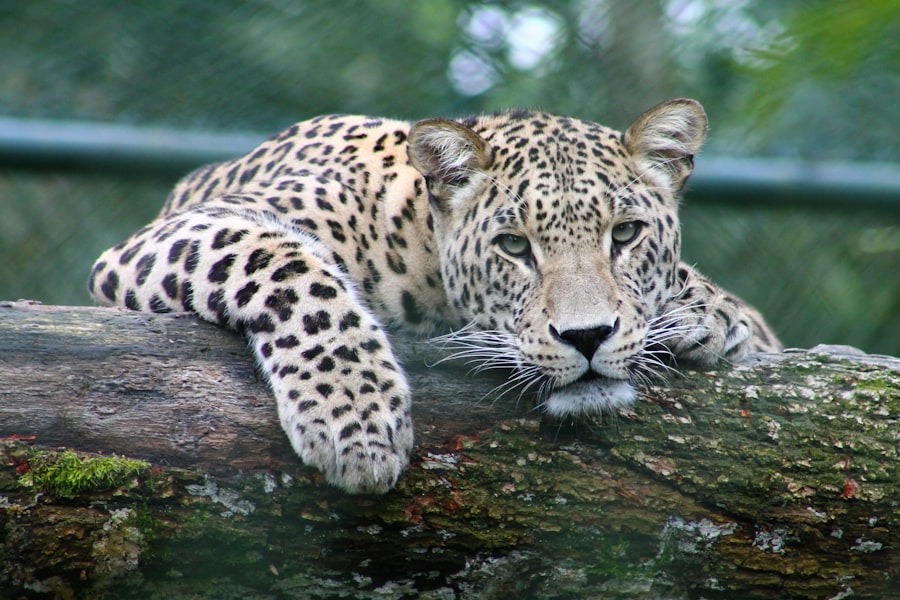 Leopard in the wild